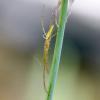 Tetragnatha sp.